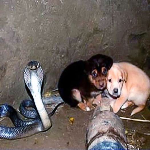 2 puppies fall into pit with a cobra – 48 hours later animal heroes are shocked